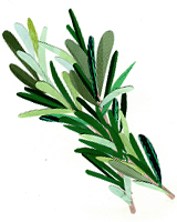 Rosemary